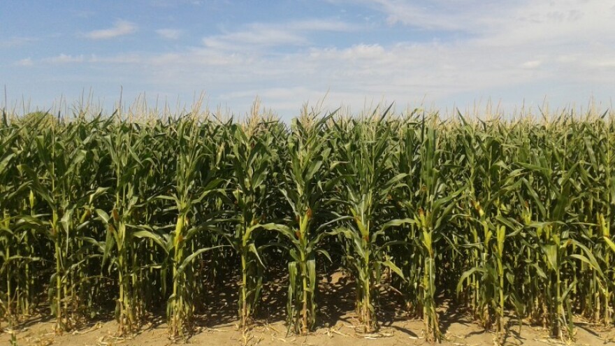 Suša uzima danak u Sremu