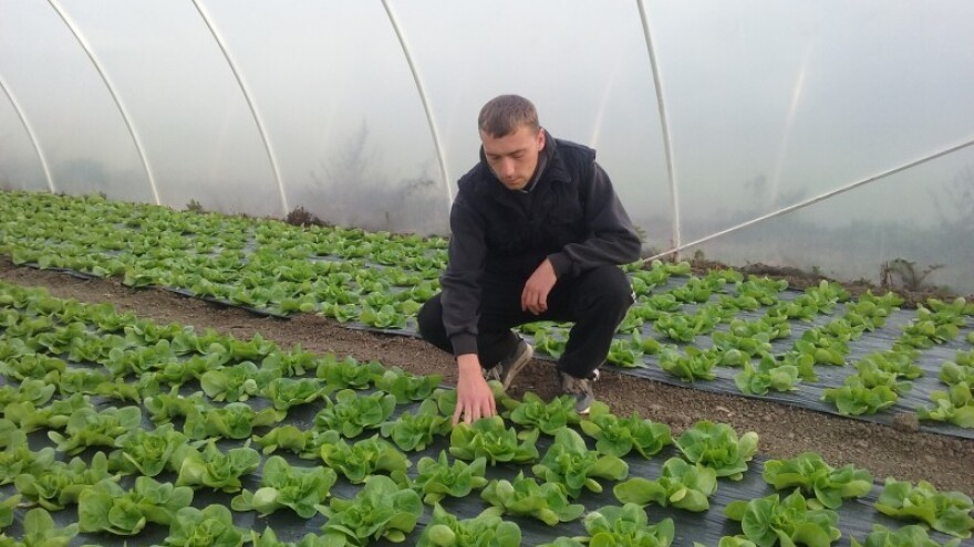 Plastenici umesto kukuruza