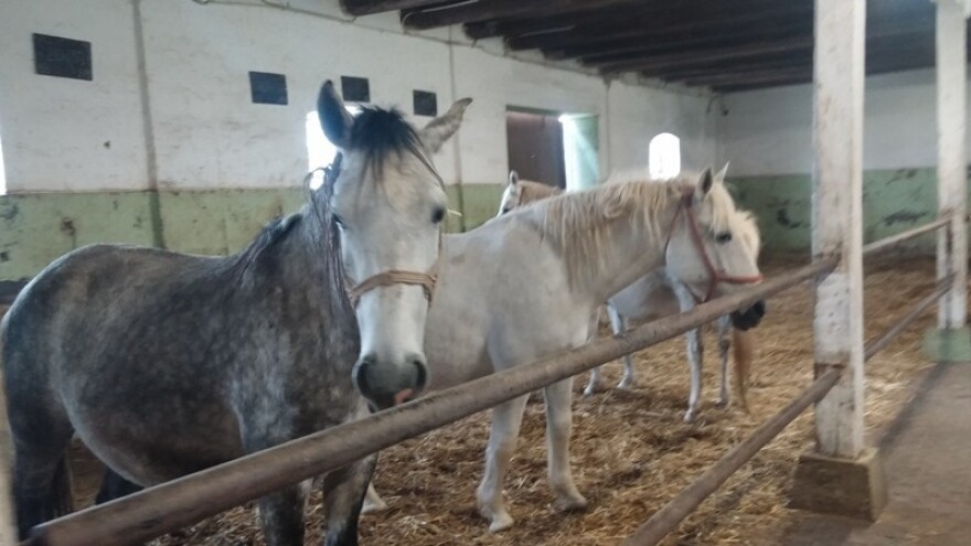 Kasnozimski rzaji lipicanskih ljepotica