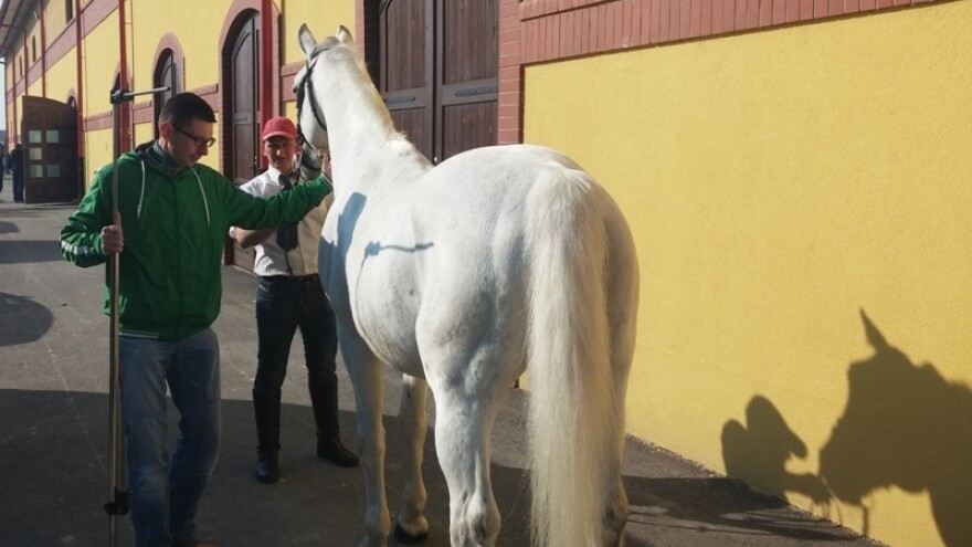 Pastuha za rasplod mora odobriti komisija!