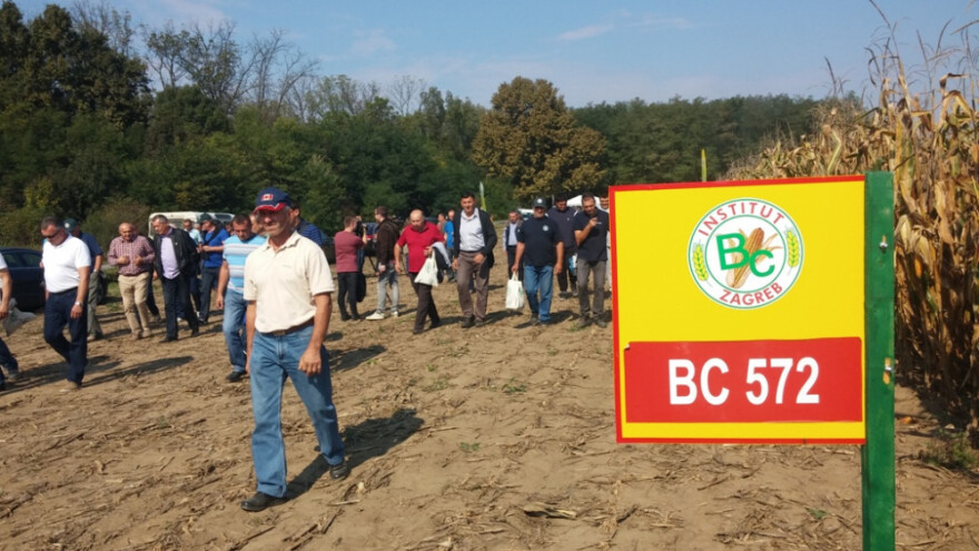 BC hibridi odličnim urodima najavili godinu kukuruza