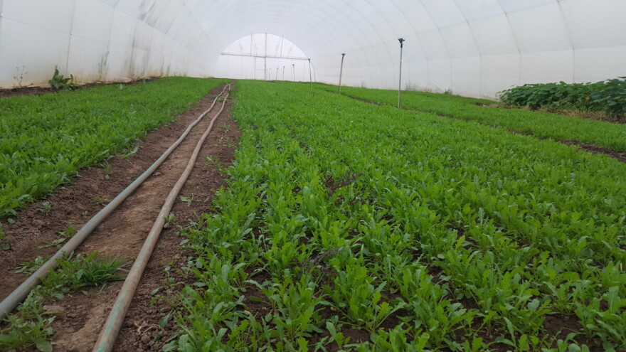 Petar Bugarski - treća generacija proizvođača u plastenicima