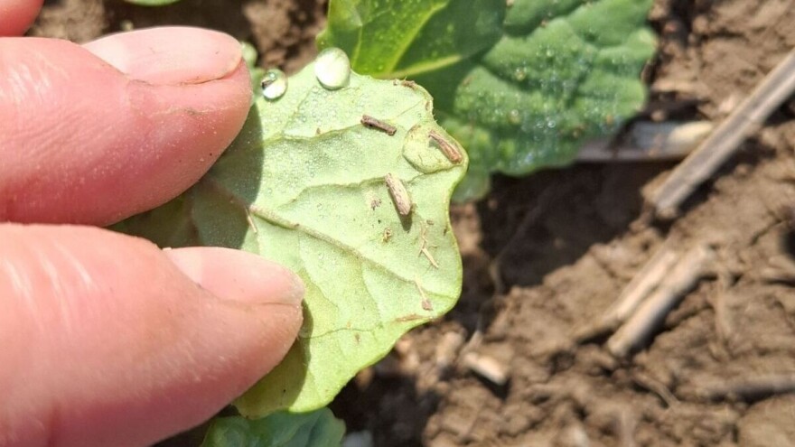 Lisna osa i cikade u usjevima uljane repice: Da li sprovesti hemijske mjere?