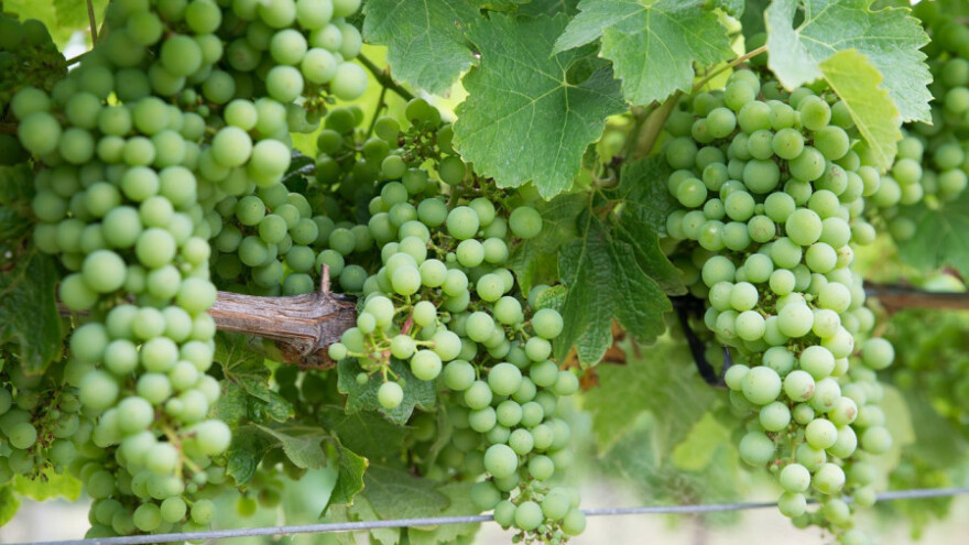Dobro grožđe, još bolje vino