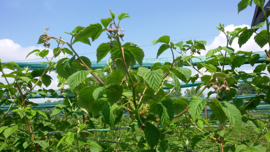 Mraz uništio kajsiju u Čačku, opasnost za malinu u Ivanjici