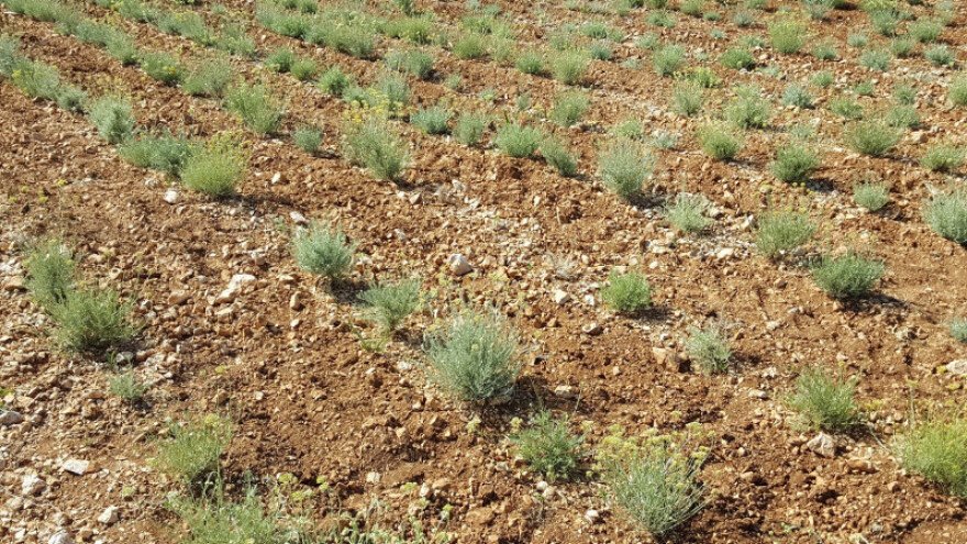 Tomas: Smilje moramo zajednički izvoziti