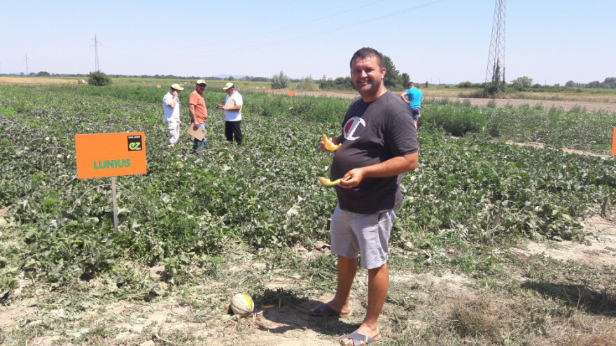 Odlična godina za lubenice, očekuju rekordne prinose