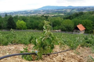 Trulež korijena maline: Prenosi se sadnim materijalom i zalijevanjem