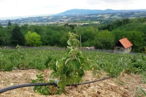 Trulež korena maline - prenosi se sadnim materijalom i navodnjavanjem