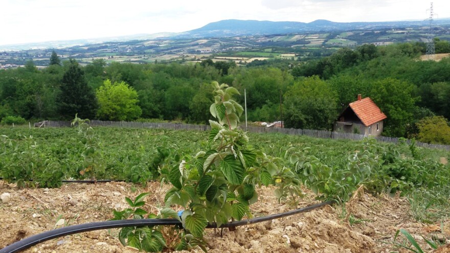 Trulež korena maline - prenosi se sadnim materijalom i navodnjavanjem