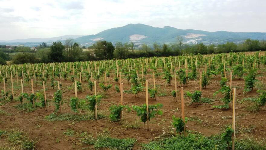 Za podizanje zasada vinove loze do 80 miliona dinara