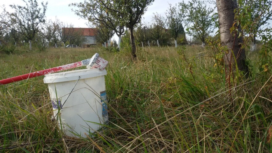 Krečenje stabala voćki obavezno u zaštiti pred zimu