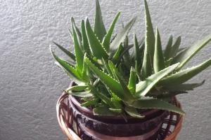 Aloe vera - uzgoj i korištenje
