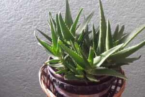 Aloe vera - uzgoj i korištenje