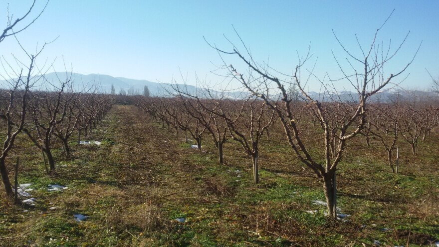 Kako lečiti olovnu bolest na voću?
