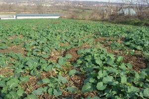Pored insekata štetočina u uljanoj repici, povoljno vreme je i glodarima