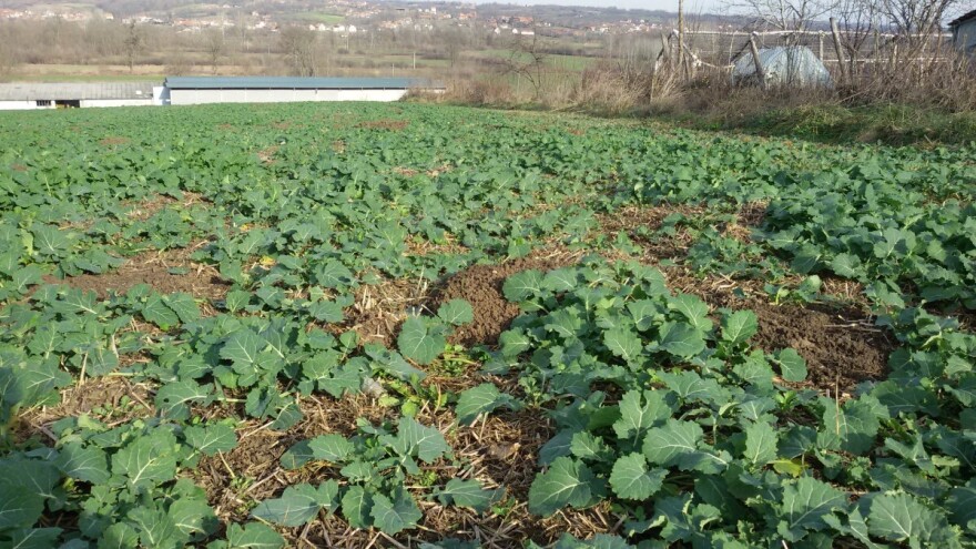 Pored insekata štetočina u uljanoj repici, povoljno vreme je i glodarima