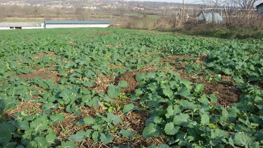 Oblačno do srede, primećena velika i mala pipa na uljanoj repici