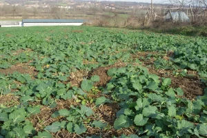 Za vikend oblačno, uočena repina pipa
