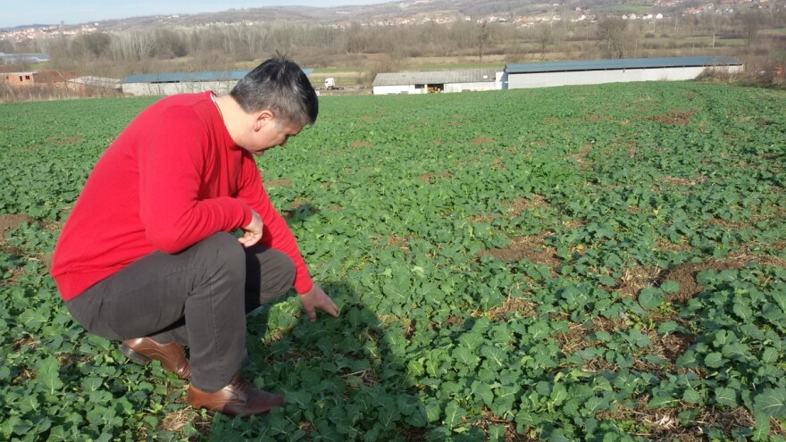 Za vikend toplije, ali ugrožena uljana repica