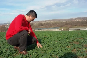 Suvu trulež uljane repice spriječiti jedino deklarisanim sjemenom