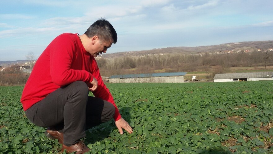 Suvu trulež uljane repice spriječiti jedino deklarisanim sjemenom