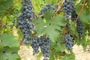 Dionis - naš adut za dobro crveno eko vino