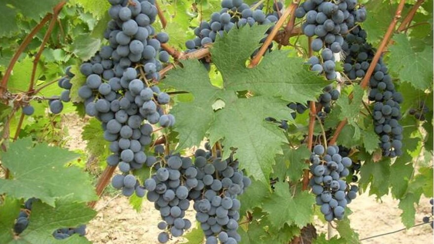 Dionis - naš adut za dobro crveno eko vino