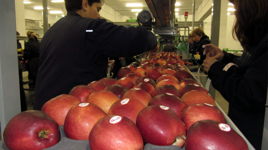 Proizvodnja jabuke na prekretnici