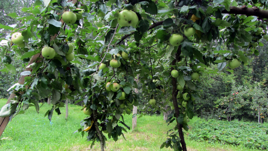 U Mionici formirana prva banka gena i semena starih sorti voća i povrća