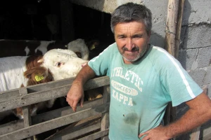 Kako do više junetine, kad nema teladi?