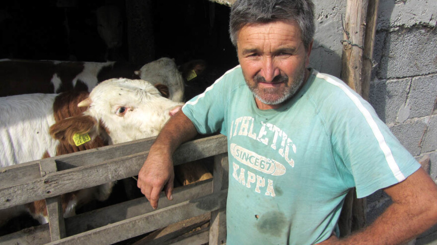 Kako do više junetine, kad nema teladi?