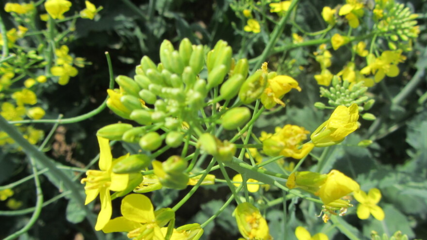 Toplo vreme povoljno utiče na razvoj insekata - štete na uljanoj repici