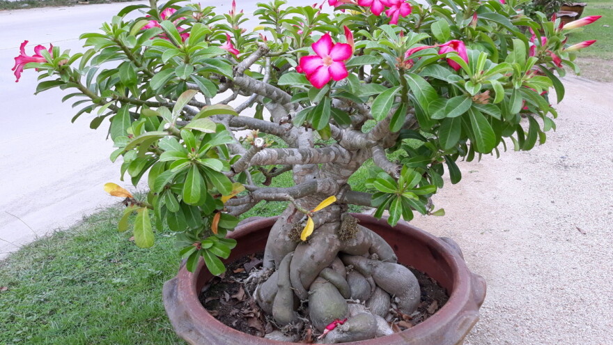 Njega pustinjske ruže - biljke krupnih i jarkih cvjetova