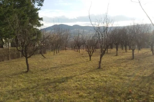 Podigao voćnjak sa 200 stabala džanarika
