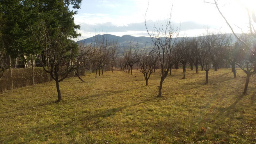 Podigao voćnjak sa 200 stabala džanarika