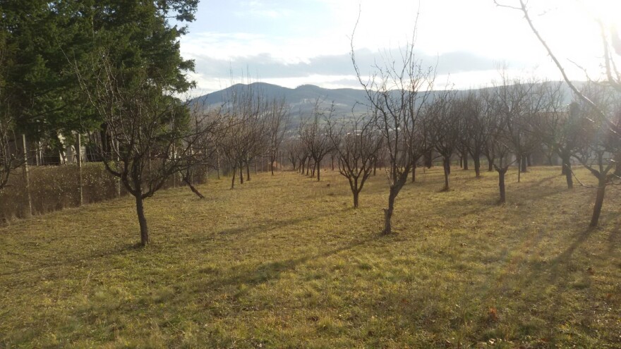 Podigao voćnjak sa 200 stabala džanarika