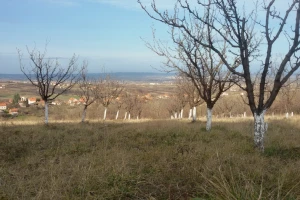 Oblačno vreme narednih dana - uočena kruškina buva u zasadima