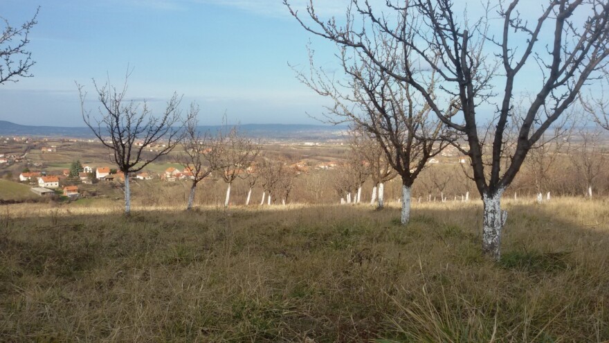 Oblačno vreme narednih dana - uočena kruškina buva u zasadima