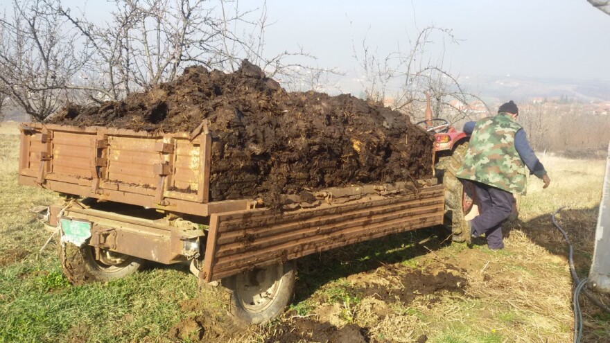 Prednosti i mane stajnjaka i kojim mašinama ga uneti u zemlju?
