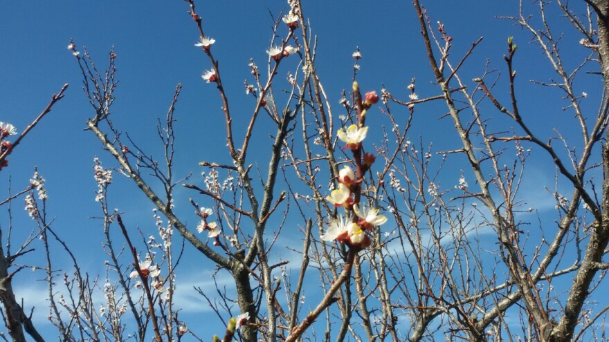 Hladno do 9. marta - vreme za tretman kajsije