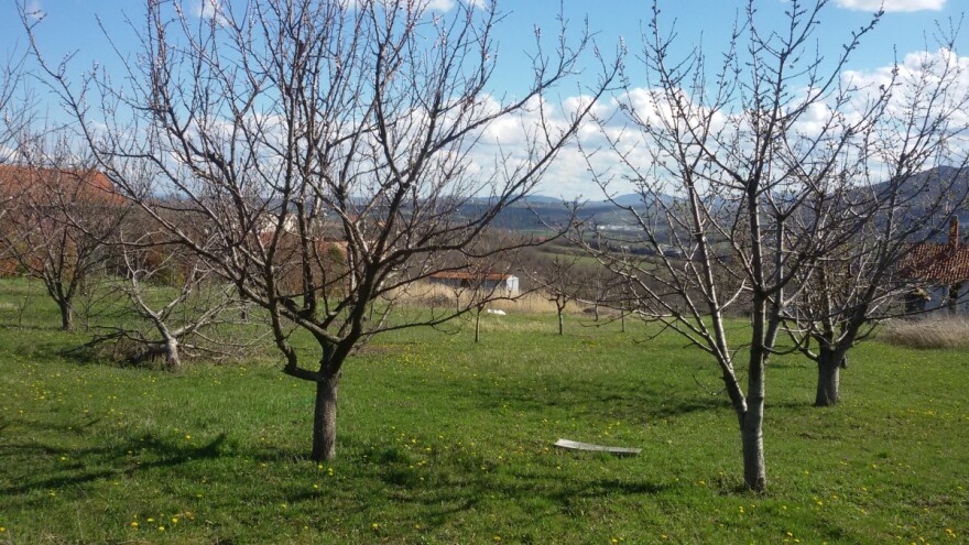 Zašto je dobro prstenovanje debla ili ramenih grana kruške?