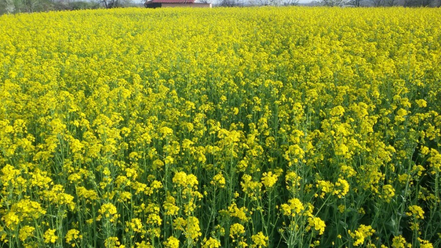 Produktna berza: Uljana repica 330 evra po toni