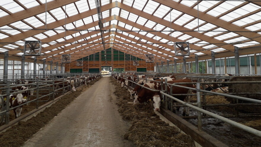Troškovi ishrane muznih krava sve su veći problem - kako uštedeti?