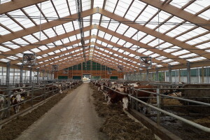 Troškovi ishrane muznih krava sve su veći problem - kako uštediti?