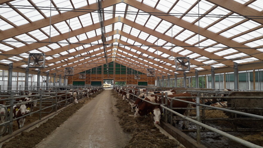 Troškovi ishrane muznih krava sve su veći problem - kako uštediti?