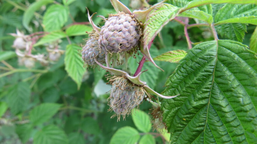 Posle padavina, malina se susreće sa problemima: Kako je zaštititi?