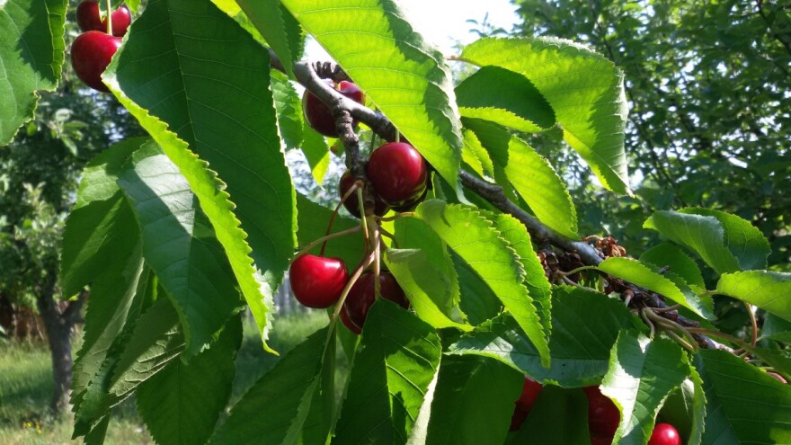 Kada treba brati višnje i trešnje i koje greške prave voćari?