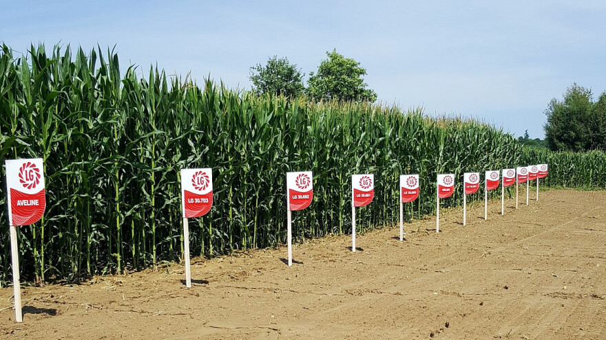 Hibrid LG 31.558 jedan od vodećih u pokusu kombinata Kutjevo s preko 14.3 t/ha