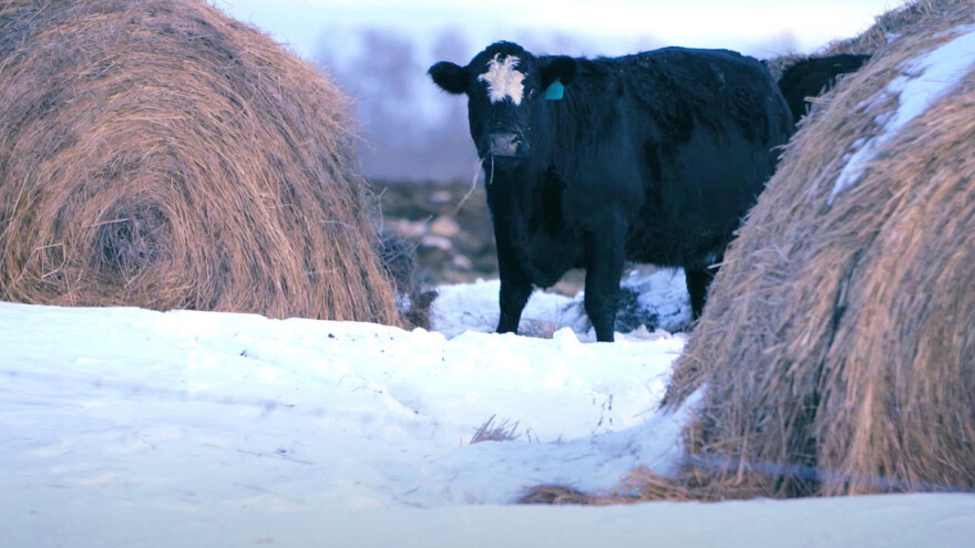 Ishrana na balama sena: Kanadski stočari ni po snegu ne odustaju od ispaše stoke
